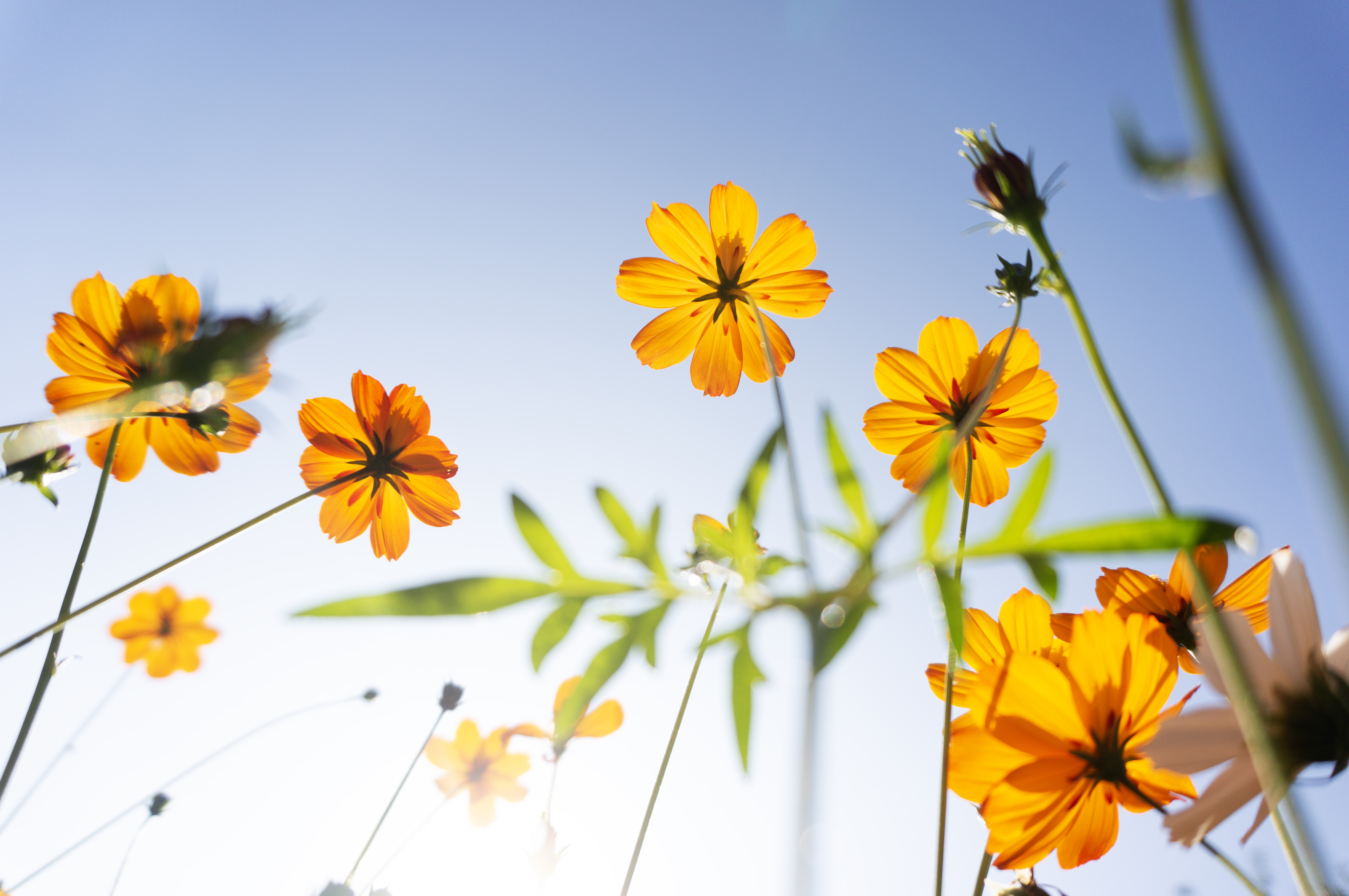 Yellow Cosmos flower